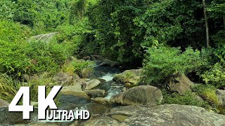 Morning birds sounds and forest stream sounds to relax your mind - Healing nature sounds ASMR