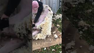 Shearing a Corriedale Ewe