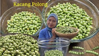 Download Lagu Syukurlah, Panen Kacang Kapri Tahun Ini Dapat Lebih Banyak. MP3 Download Lagu Syukurlah, Panen Kacang Kapri Tahun Ini Dapat Lebih Banyak. MP3