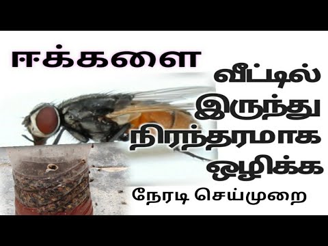 ஈக்களை நிரந்தரமாக வீட்டிலிருந்து  ஒழிக்க /  trap for house flies naturally in Tamil