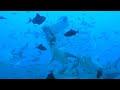 DIVER SWIMS WITH 40 HUNGRY BULL SHARKS // Underwater Wildlife