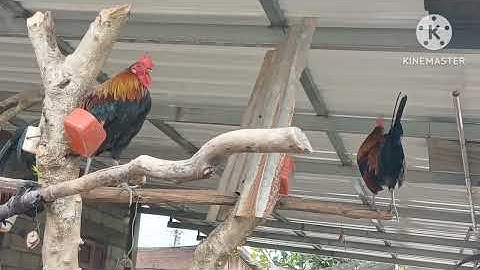 Qaib dib mos hawj2 02054447366