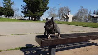 ---KODIAK--- 8 Month Old Frenchie #frenchies #openforbusiness #kingtownfrenchies by kingtownfrenchies 252 views 1 year ago 58 seconds