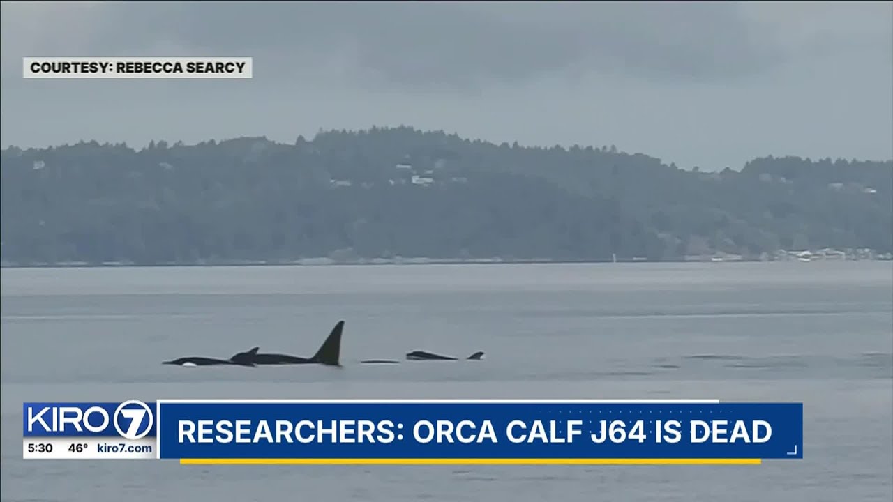 Researchers believe J-pod orca calf is dead