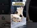 Cat vs Dog War 😱 #shorts #funnycats #catmemes#fyp #trending