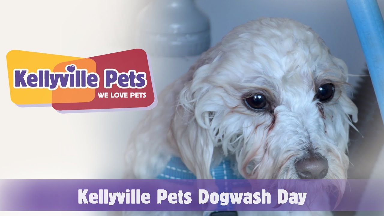 Kellyville Pets | Dog Wash - YouTube