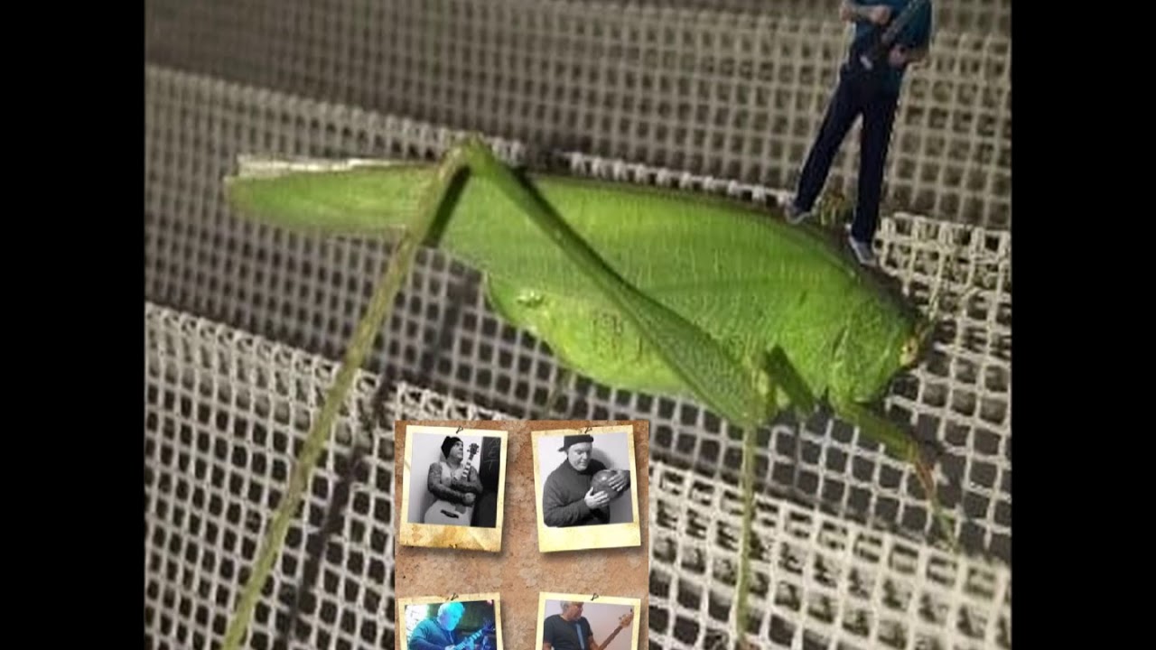 Obejrzyj NET - Grasshopper (2nd Version) P w YouTube Obejrzyj NET - Grasshopper (2nd Version) P w YouTube