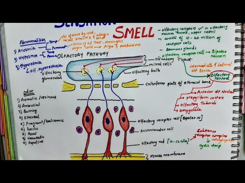 Sensation Of Smell |Olfactory Pathway - Physiology