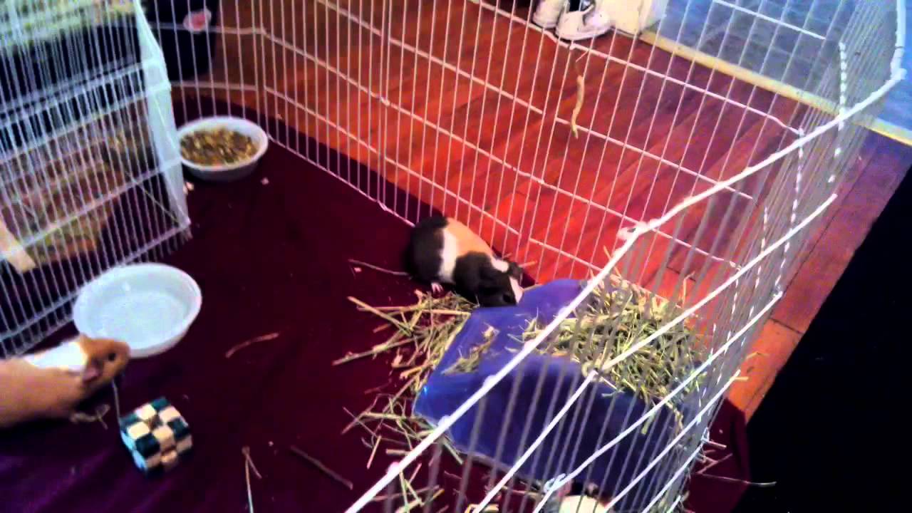 Picture of Guinea pig exercise pen - YouTube