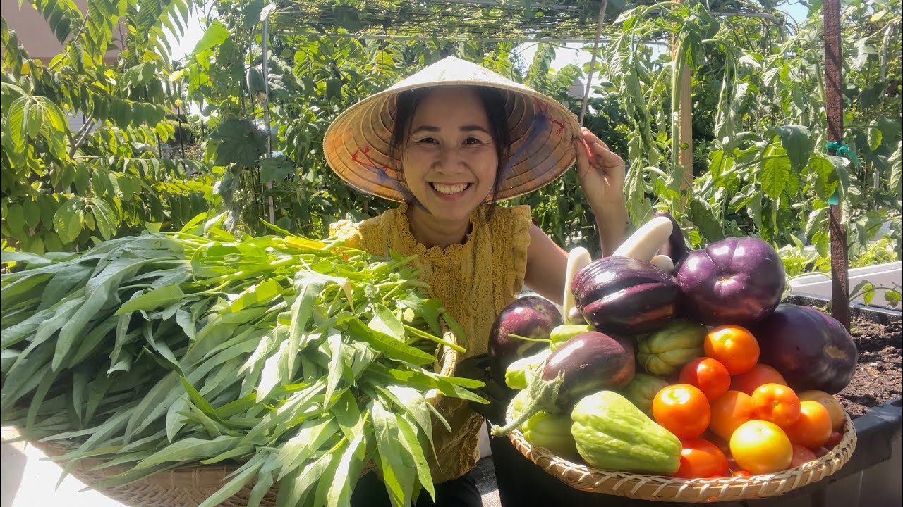 Thu Hoạch Cải Kale, Rau Muống, Cà Chua, Cà Tím Tròn, Mận Rụng Tả Tơi