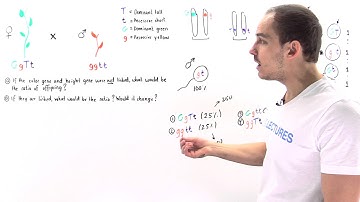 Non-Linked Genes and Offspring Distribution (Part II)