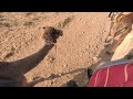 Grazing camel