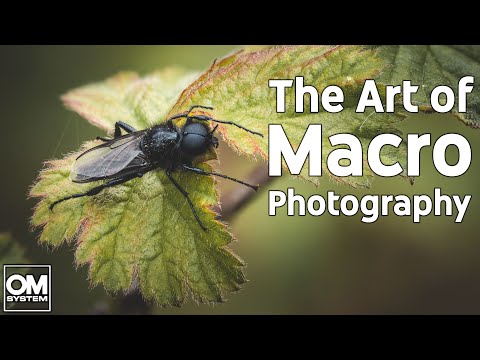 Macro Photography: Knowledge