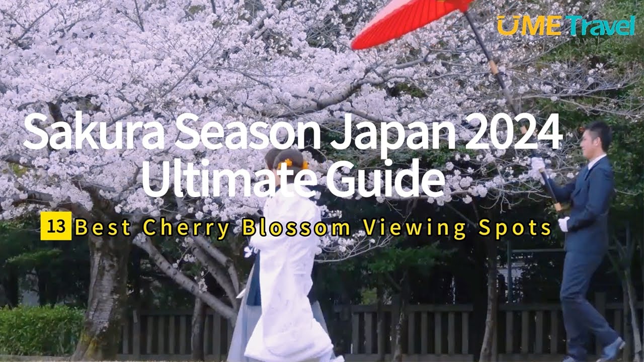 Japan Cherry Blossom 2024 Forecast: When & Where To See Sakura in