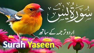 Surah Yasin ( Yaseen ) with Urdu Tarjuma | Quran tilawat | Episode 006 | Quran with Urdu Translation