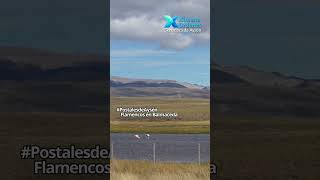 #PostalesdeAysén | Flamencos en Balmaceda