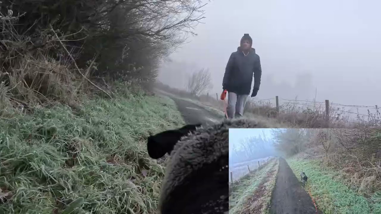 Walkies with Merlin - 02/12/25 - Morning Dog Walk - dual camera POV