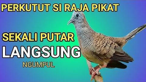 Suara pikat perkutut lokal RAJA PIKAT Ampun 100% bikin semua burung perkutut ngumpul 