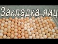 Как правильно закладывать инкубационное яйцо в инкубатор | Первая закладка инкубационного яйца 2021