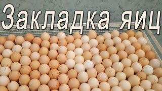 Как правильно закладывать инкубационное яйцо в инкубатор | Первая закладка инкубационного яйца 2021