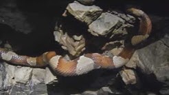 Copperheads in the well at the Double Helix Ranch, Pontotoc, TX 