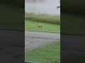 Morning Deer