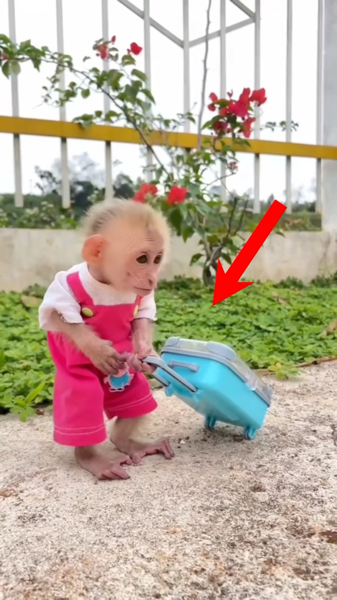 Baby ? Left My Home ?|