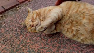 見かけによらず甘えん坊だった茶トラ野良猫、お腹もモフれみたいな仕草をしてきた
