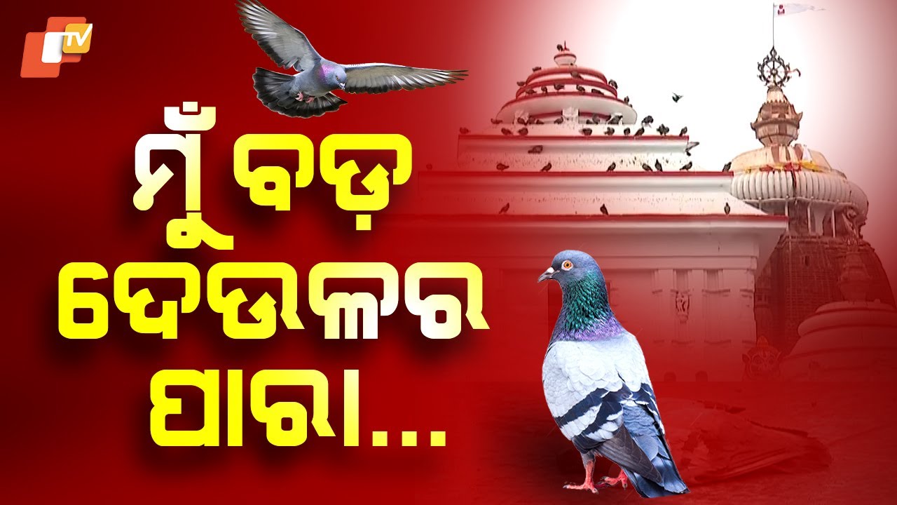 Special Story: Bird Dies During Rath Yatra, Devotees Say It's Divine Salvation Before Lord Jagannath