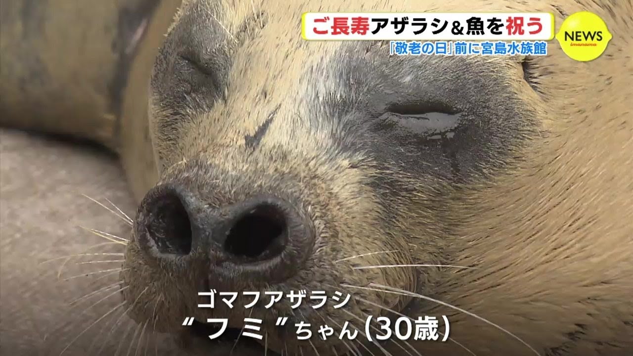 サライ 2006年6月15日号 特集:大長寿時代を生きる知恵 サライ 2006年6月15日号 特集:大長寿時代を生きる知恵 【公式通販】