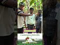 வாழையில் வரக்கூடிய அனைத்து பிரச்சனைகளுக்கு தீர்வு #microbi #drsoil #biofertilizer#8148407212 #soilph