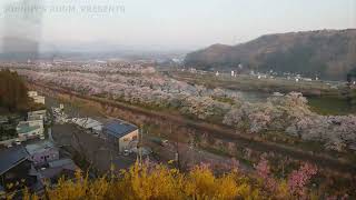 宮城県JR大河原駅～船岡駅「一目千本桜の散り始め」2022.04.13（水）