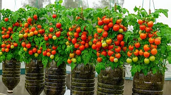 Balcony Gardening: Cherry Tomatoes in Bottles | US & Europe