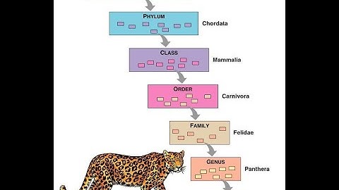 TAXONOMIC CHARACTERS CLASS 1 PG