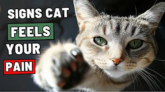 If Your Cat Does THIS When You’re Sad, They Feel It Too
