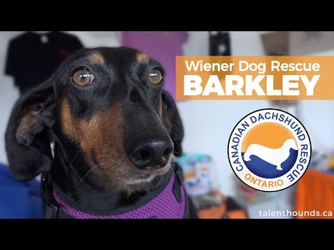 Rescues Rock story of Barkley from Wiener Dogs Rescue