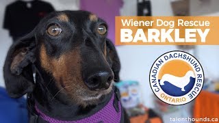 Rescues Rock story of Barkley from Wiener Dogs Rescue by Talent Hounds 334 views 5 years ago 42 seconds