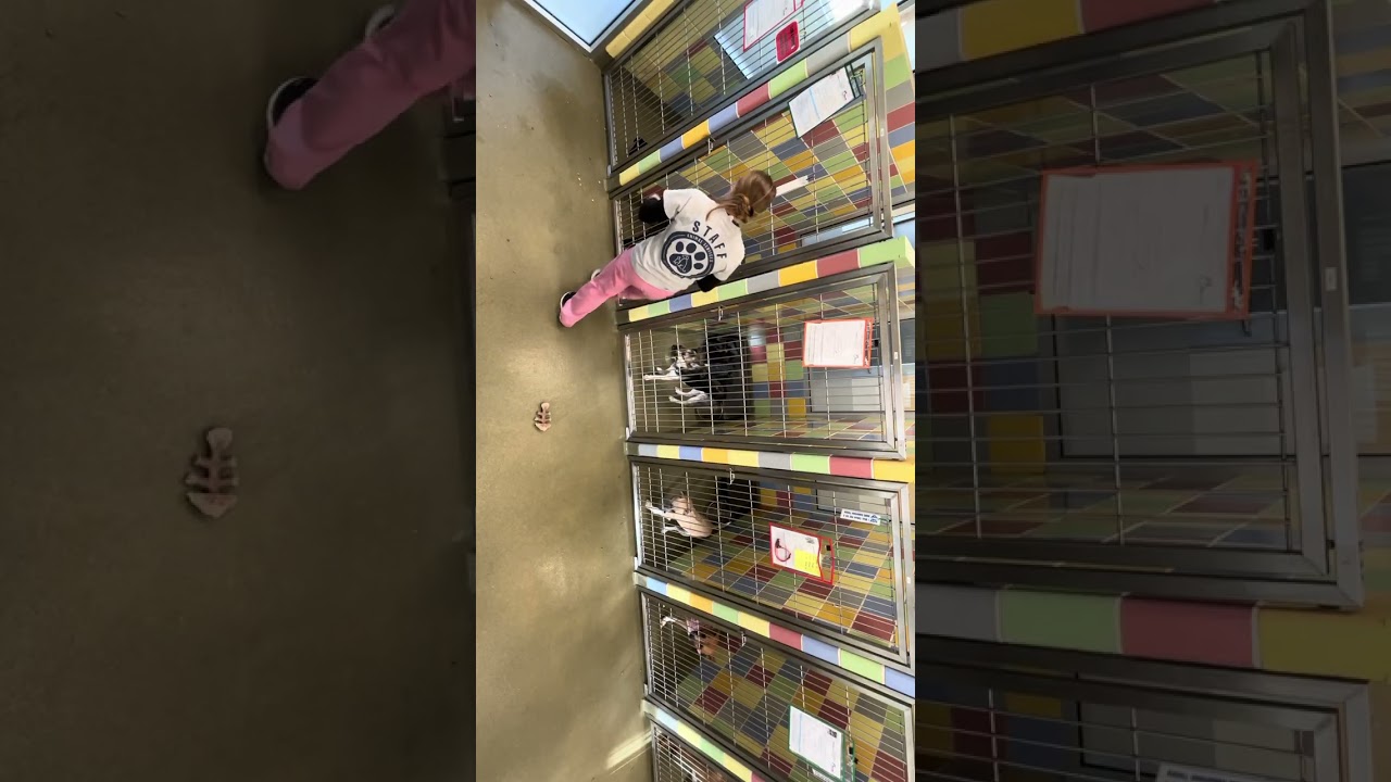 Staff taking a dog out - AD 7-11