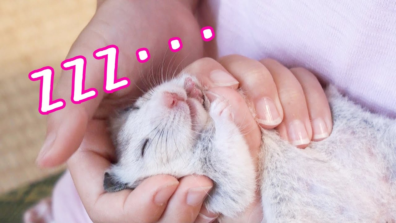 新品 正規品 ハムスターのヒーター 小動物用品