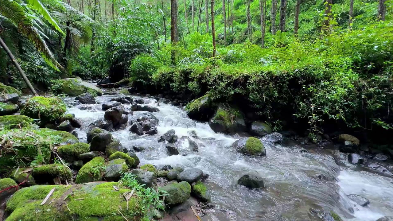 Help yourself sleep with calming river ambience in forest daylight supporting deep slow breathing