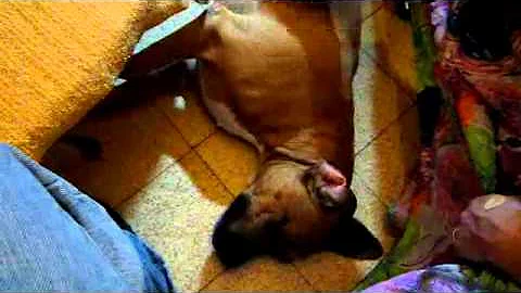 Hupper the king of dogs and the abandoned ninja cat