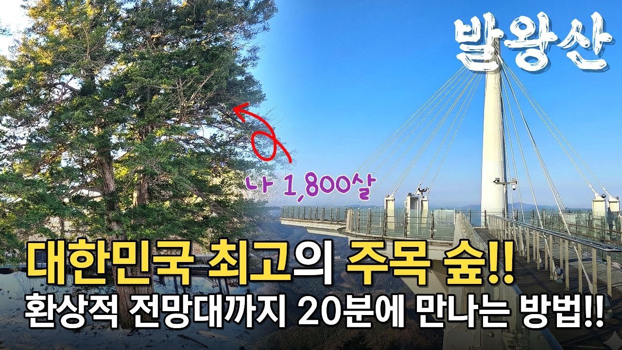 대한민국 최고의 천년 주목 숲, 환상적인 전망까지 한번에 감상하고 가실께요! #발왕산 #천년주목숲길 #모나용평 #엄홍길코스 #100대 관광명소