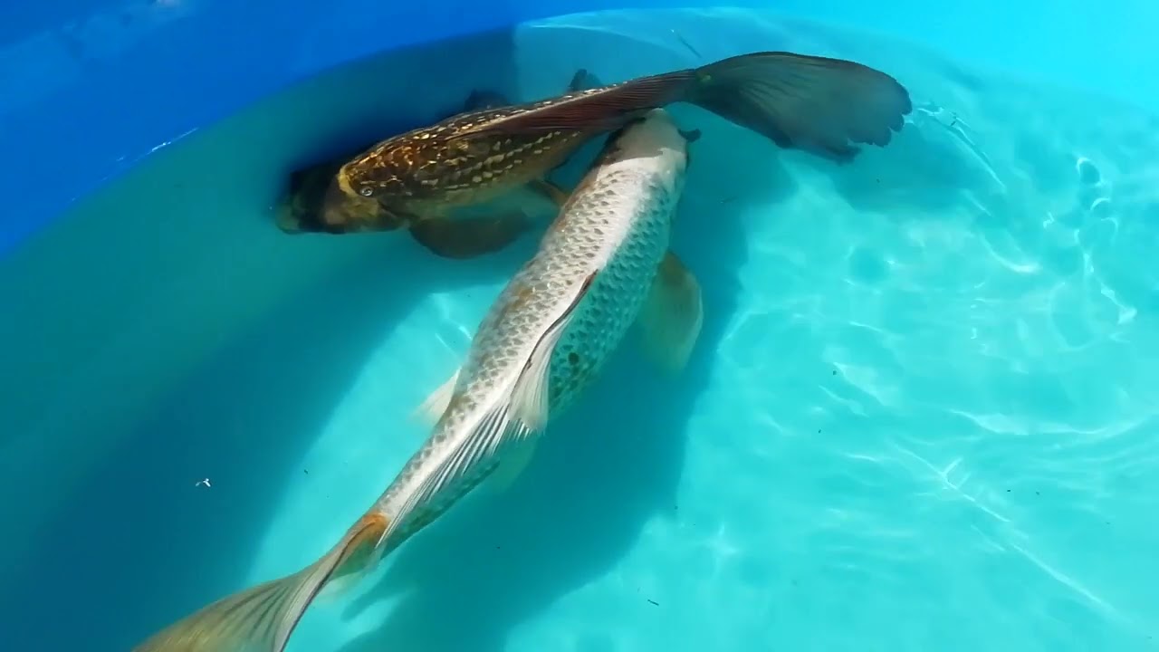 Карпы кои. Вуалевые Чагой гинрин и Куджаку.