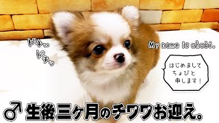 First day of pickup Chihuahua Puppy (3 months old)Vlog