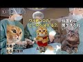 オペ場で学んだ、医療の恐ろしさ【猫ミーム】【猫マニ】