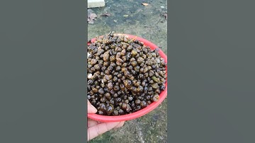 NUÔI ỐC BƯƠU ĐEN xuất bán ốc giống mấu 5 ngàn con 1ký #food #ocbuoudengiong #ocgiong