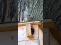 baby squirrels with hickory nut