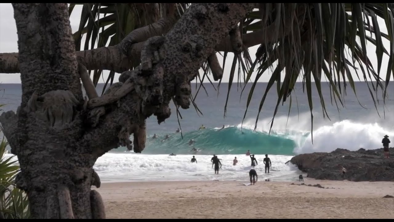 Snapper's Many Moods