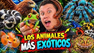 I Found the Rarest Animals in Mexico, Prices Included