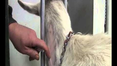 Intramuscular Injections- Goats and Sheep